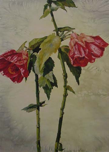 Stephanie Elise Abutilon_15x21