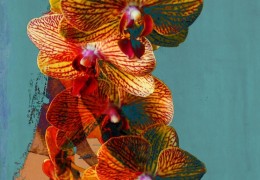 Bloom 13