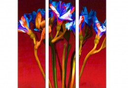 Bloom 3