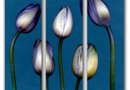 Bloom 6