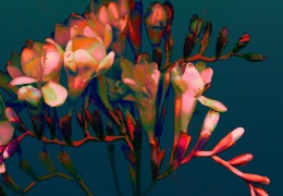 Bloom 8