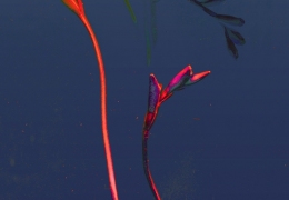 Bloom 9